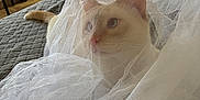 Ivory is registered to the contest to win money with this photo: animal, bed, blanket, cat, cream_colored, curious, cute, domestic, ears, feline, fur, home, indoor, mesh_fabric, netting, pet, resting, soft_light, tail, whiskers