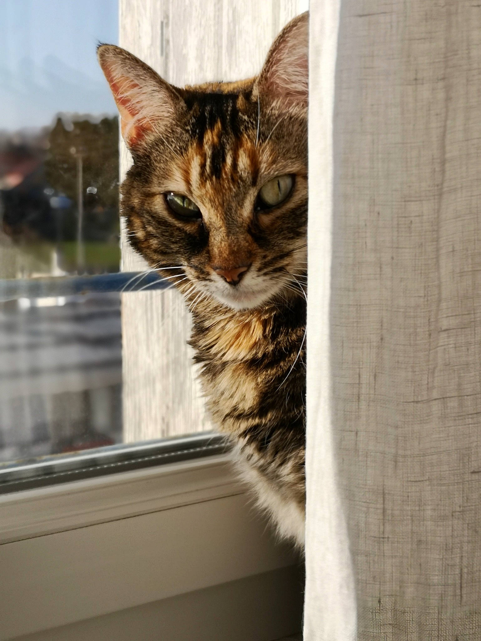 Simone a rejoint le concours — aidez-le/la à gagner de superbes lots ! carnivore, cat, domestic_short_haired_cat, door, felidae, fur, small_to_medium_sized_cats, snout, tail, terrestrial_animal, tree, whiskers, wildlife, window, wood