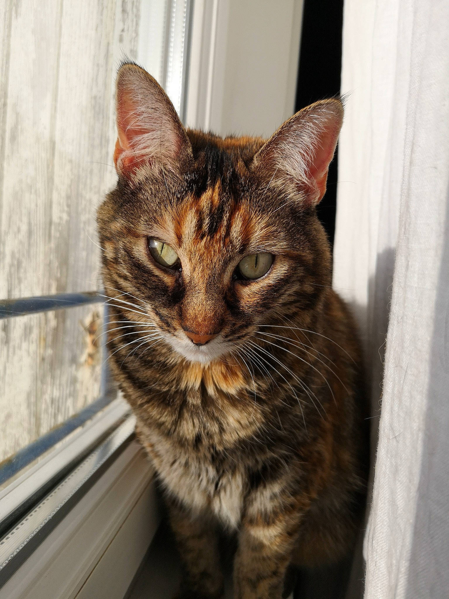 Simone a rejoint le concours — aidez-le/la à gagner de superbes lots ! aegean_cat, american_shorthair, asian, bengal, california_spangled, carnivore, cat, domestic_short_haired_cat, dragon_li, european_shorthair, felidae, mammal, ocicat, small_to_medium_sized_cats, snout, sokoke, tabby_cat, toyger, whiskers, window