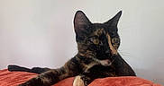 Kitty a rejoint le concours — aidez-le/la à gagner de superbes lots ! cat, tortoiseshell_cat, pet, animal, feline, orange_blanket, stretching, relaxed, indoor, fur, whiskers, ears, paws, resting, cozy, cute, domestic, eye, side_view, soft_texture