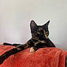cat, tortoiseshell_cat, pet, animal, feline, orange_blanket, stretching, relaxed, indoor, fur, whiskers, ears, paws, resting, cozy, cute, domestic, eye, side_view, soft_texture