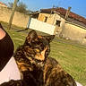 Kitty participe au concours pour gagner de l'argent avec cette photo : cat, tortoiseshell_cat, outdoor, sunlight, lap, person, grass, house, blue_sky, fence, pole, relaxing, pet, animal, daytime, shadow, nature, portrait, resting, warm