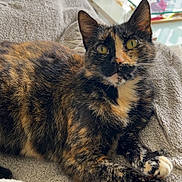 Kitty participe au concours pour gagner de l'argent avec cette photo : cat, tortoiseshell_cat, indoor, blanket, soft_texture, yellow_eyes, feline, pet, domestic_animal, relaxed, resting, fur, whiskers, ears, table, glass_table, remote_control, pink_bottle, home, cozy