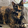 cat, tortoiseshell_cat, indoor, blanket, soft_texture, yellow_eyes, feline, pet, domestic_animal, relaxed, resting, fur, whiskers, ears, table, glass_table, remote_control, pink_bottle, home, cozy