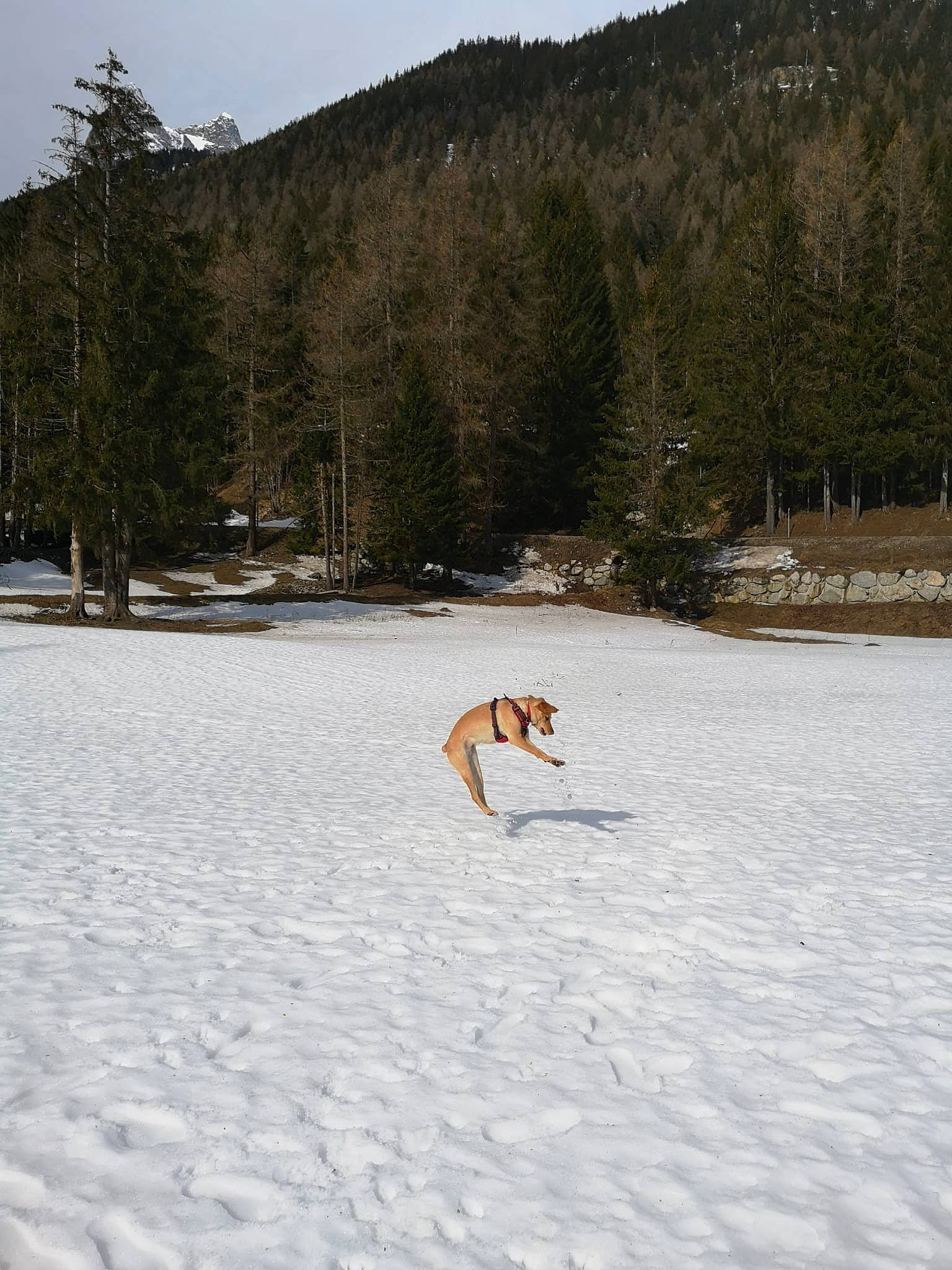 Olympe participe au concours pour gagner de l'argent avec cette photo : body_of_water, canidae, carnivore, dog, dog_breed, ecoregion, fawn, freezing, landscape, mountain, natural_landscape, recreation, sky, slope, snow, sporting_group, tail, tree, winter, wood