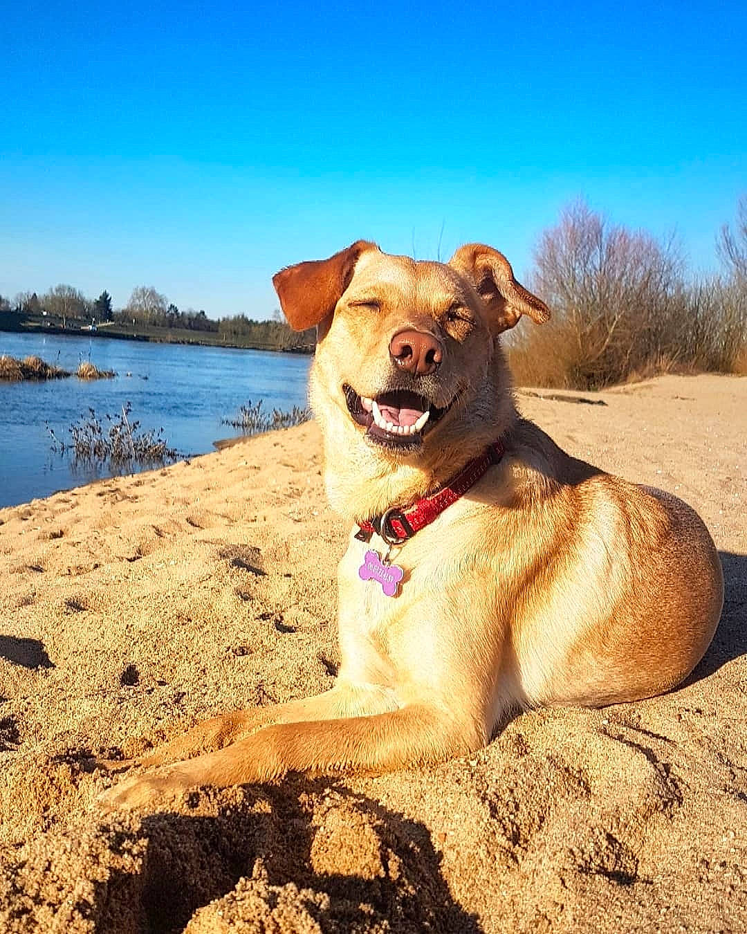 Olympe a rejoint le concours — aidez-le/la à gagner de superbes lots ! carnivore, collar, companion_dog, dog, dog_breed, dog_collar, fawn, glasses, happy, horizon, lake, landscape, plant, sand, sky, soil, tail, water, wood, working_animal