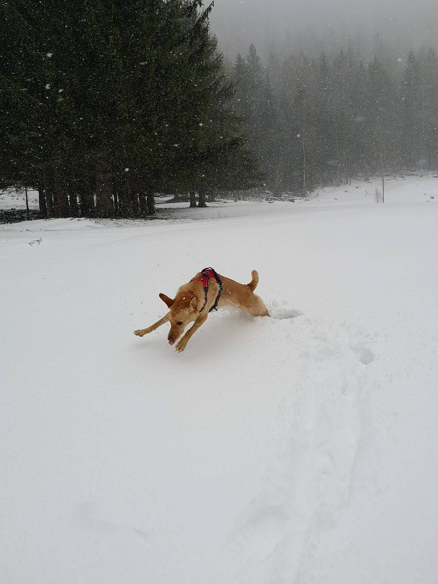 Olympe participe au concours pour gagner de l'argent avec cette photo : canidae, carnivore, dog, dog_breed, event, fawn, freezing, landscape, playing_in_the_snow, precipitation, recreation, sky, slope, snow, sporting_group, tail, tree, twig, winter, wood
