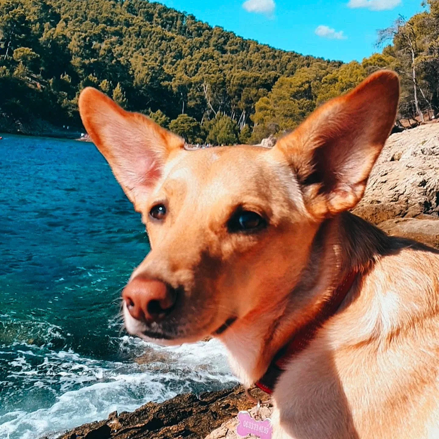 Olympe participe au concours pour gagner de l'argent avec cette photo : ancient_dog_breeds, canidae, carnivore, cloud, companion_dog, dingo, dog, dog_breed, fawn, happy, landscape, sky, snout, sporting_group, tree, water, whiskers, wildlife, working_animal, working_dog