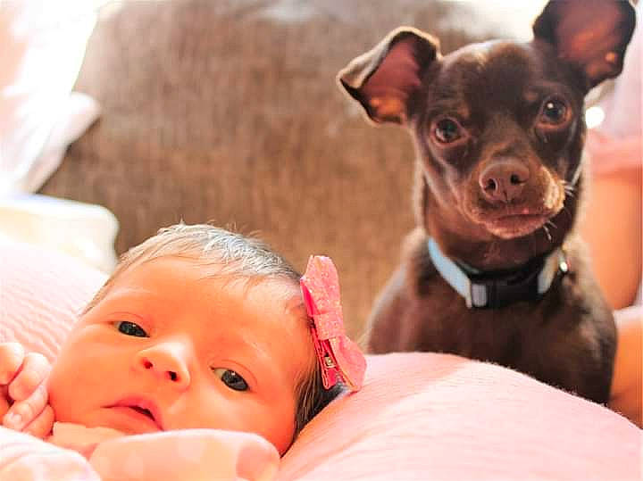 Alice joined the competition — help win amazing prizes! carnivore, chihuahua, comfort, companion_dog, dog, dog_breed, ear, eye, eyelash, fawn, gesture, happy, head, mammal, nose, person, pink, skin, toy_dog, whiskers