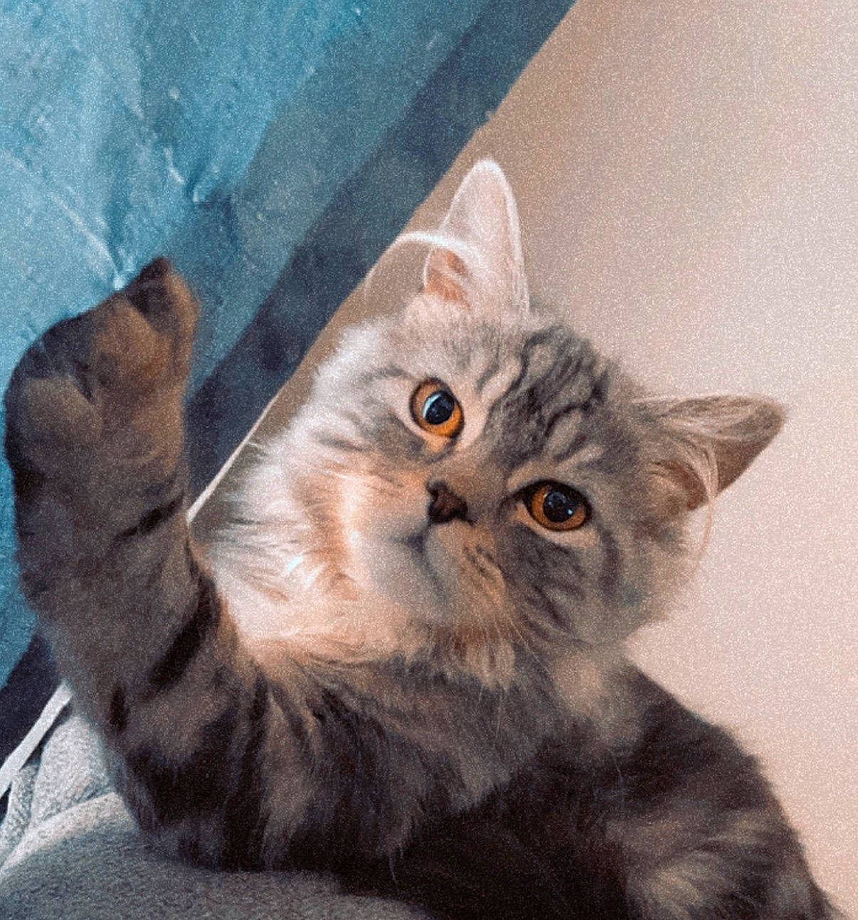 Mitano Chaton Tripates participe au concours pour gagner de l'argent avec cette photo : carnivore, cat, claw, comfort, domestic_short_haired_cat, fawn, felidae, fur, paw, photo_caption, sitting, small_to_medium_sized_cats, snout, tail, terrestrial_animal, whiskers, window