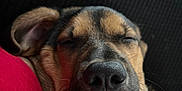 Suki joined the competition — help win amazing prizes! black_fur, canine, close_up, cozy, dog, ears, face, fur, indoors, nose, pet, portrait, red_cushion, relaxing, resting, sleeping, snuggle, tan_fur, teeth, whiskers