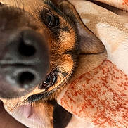 Suki is registered to the contest to win money with this photo: animal, black, blanket, brown, close_up, cozy, cute, dog, domestic_animal, ears, fur, indoor, lying_down, nose, pet, relaxed, snout, soft_texture, warm, whiskers
