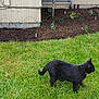 Fritzi is registered to the contest to win money with this photo: black_cat, cat, grass, garden, flower_bed, wire_fence, house_wall, outdoor, pet, animal, greenery, plant, soil, collar, daylight, nature, mammal, walking, side_view, curious