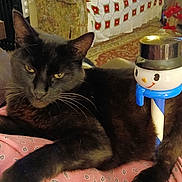 Fritzi is registered to the contest to win money with this photo: black_cat, cat, pet, animal, indoor, blanket, pink, snowman, toy, decor, furniture, carpet, relaxed, cozy, vintage, ears, whiskers, face, fur, resting