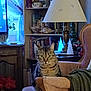 armchair, blanket, books, bookshelf, cat, cozy, curtains, decorations, furniture, glowing, indoor, lamp, living_room, pet, plant, relaxed, soft_light, tabby, table, window