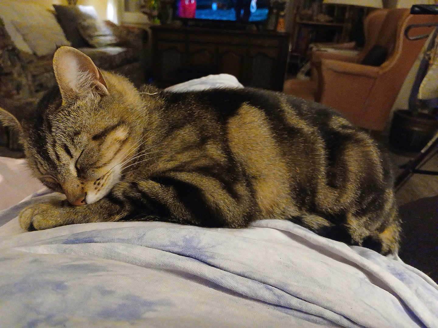 Geronimo is registered to the contest to win money with this photo: cat, tabby_cat, sleeping, indoor, cozy, furniture, chair, couch, living_room, pet, animal, domestic_animal, resting, fur, whiskers, ears, peaceful, closeup, soft_lighting, relaxation