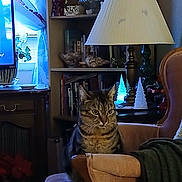 Geronimo is registered to the contest to win money with this photo: cat, tabby_cat, armchair, lamp, bookshelf, books, living_room, curtains, decor, vintage_furniture, cozy, indoor, furniture, houseplant, window, soft_lighting, decorative_objects, cushion, blanket, pet