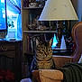 Geronimo is registered to the contest to win money with this photo: armchair, blanket, books, bookshelf, cat, cozy, curtains, cushion, decor, decorative_objects, furniture, houseplant, indoor, lamp, living_room, pet, soft_lighting, tabby_cat, vintage_furniture, window