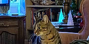 Geronimo is registered to the contest to win money with this photo: armchair, blanket, books, bookshelf, cat, cozy, curious, curtains, decorative_trees, furniture, home_decor, houseplant, indoor, lamp, living_room, pet, soft_lighting, tabby_cat, window, wooden_furniture