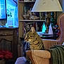 Geronimo is registered to the contest to win money with this photo: cat, tabby_cat, armchair, lamp, bookshelf, books, decorative_trees, indoor, cozy, furniture, curious, pet, houseplant, living_room, wooden_furniture, window, curtains, blanket, soft_lighting, home_decor