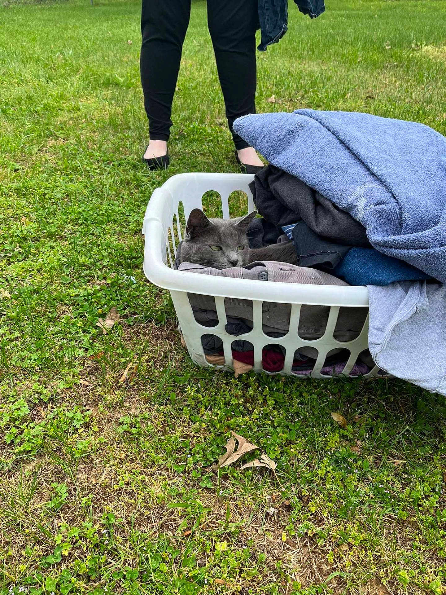 Fluffy is registered to the contest to win money with this photo: cat, laundry_basket, clothes, grass, outdoor, person, legs, black_leggings, black_shoes, gray_cat, relaxing, daylight, nature, leaf, casual, pet, animal, resting, greenery, basket