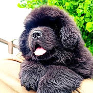 Aïdy a rejoint le concours — aidez-le/la à gagner de superbes lots ! adorable, animal, black_fur, canine, close_up, cute, dog, fluffy, greenery, leaves, nature, outdoor, paws, pet, portrait, puppy, resting, soft_fur, tongue_out, young_dog