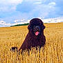 Aïdy a rejoint le concours — aidez-le/la à gagner de superbes lots ! agriculture, animal, black_dog, canine, clouds, dog, fence, field, fluffy, grass, happy, landscape, nature, outdoor, pet, rural, sky, summer, tongue_out, wheat_field