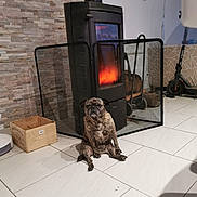Yako a rejoint le concours — aidez-le/la à gagner de superbes lots ! dog, pug, fireplace, wood_burning_stove, mesh_guard, tile_floor, wooden_crate, electric_scooter, stone_wall, indoor, pet, cozy, home, relaxed, sitting, portrait, warm_light, photograph_on_wall, furniture, domestic