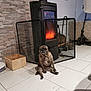 dog, pug, fireplace, wood_burning_stove, mesh_guard, tile_floor, wooden_crate, electric_scooter, stone_wall, indoor, pet, cozy, home, relaxed, sitting, portrait, warm_light, photograph_on_wall, furniture, domestic