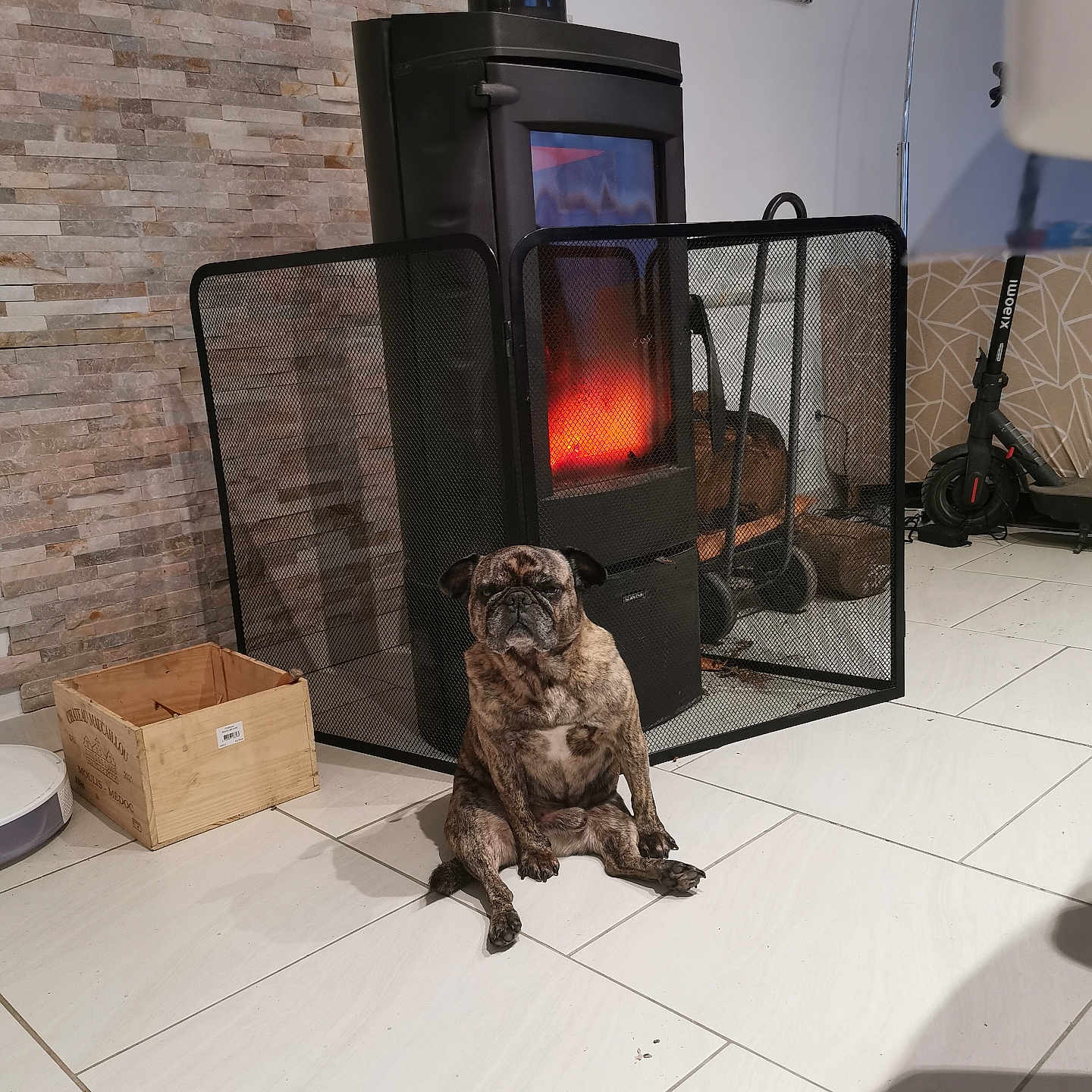 Yako a rejoint le concours — aidez-le/la à gagner de superbes lots ! cozy, dog, domestic, electric_scooter, fireplace, furniture, home, indoor, mesh_guard, pet, photograph_on_wall, portrait, pug, relaxed, sitting, stone_wall, tile_floor, warm_light, wood_burning_stove, wooden_crate