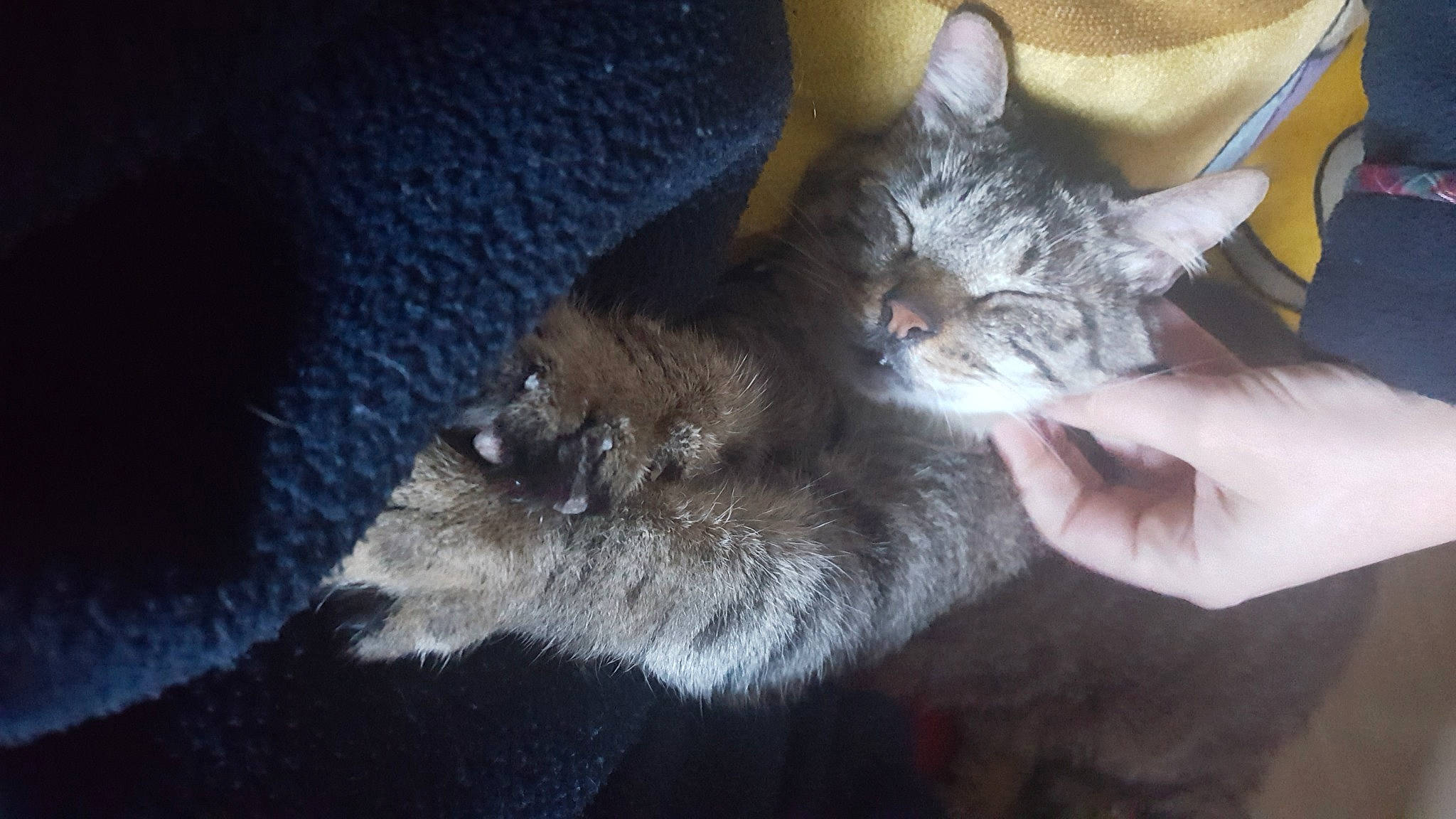 Floyd a rejoint le concours — aidez-le/la à gagner de superbes lots ! carnivore, cat, claw, comfort, domestic_short_haired_cat, felidae, fur, grey, mammal, paw, small_to_medium_sized_cats, snout, tail, whiskers