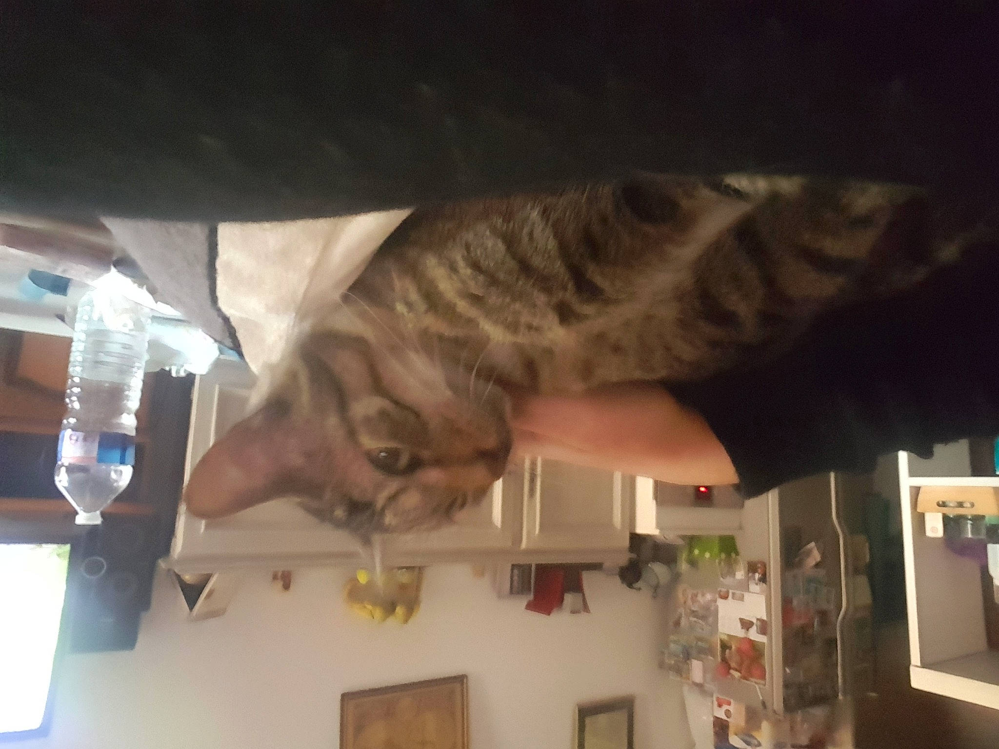 Floyd a rejoint le concours — aidez-le/la à gagner de superbes lots ! ceiling, drinking_water, elbow, fawn, felidae, fun, fur, gesture, houseplant, jaw, mineral_water, picture_frame, room, small_to_medium_sized_cats, snout, tail, tree, water_bottle, wood, wrist