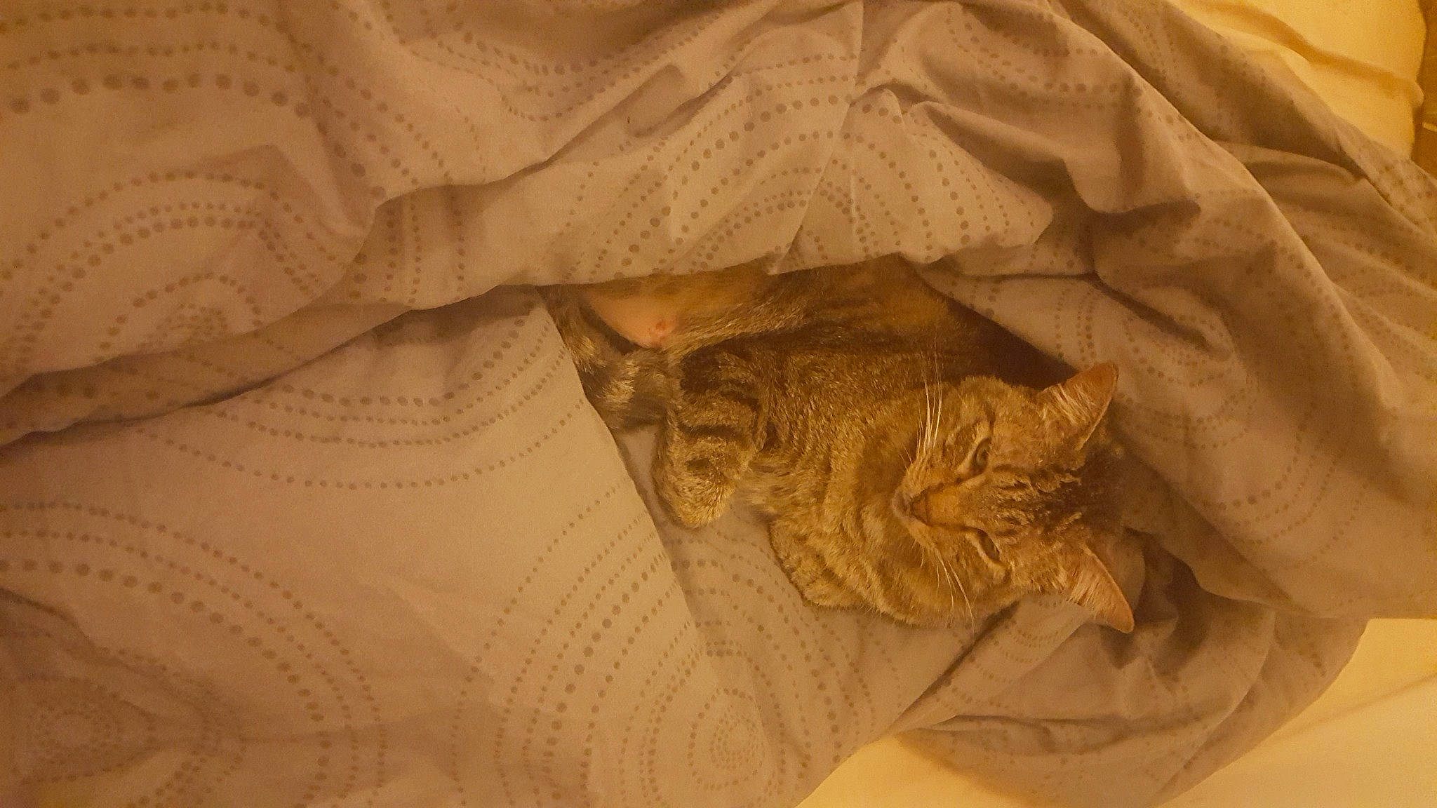 Floyd a rejoint le concours — aidez-le/la à gagner de superbes lots ! carnivore, carving, cat, ceiling, close_up, comfort, domestic_short_haired_cat, felidae, fur, linens, pattern, peach, relief, room, small_to_medium_sized_cats, textile, tree, visual_arts, whiskers, wood