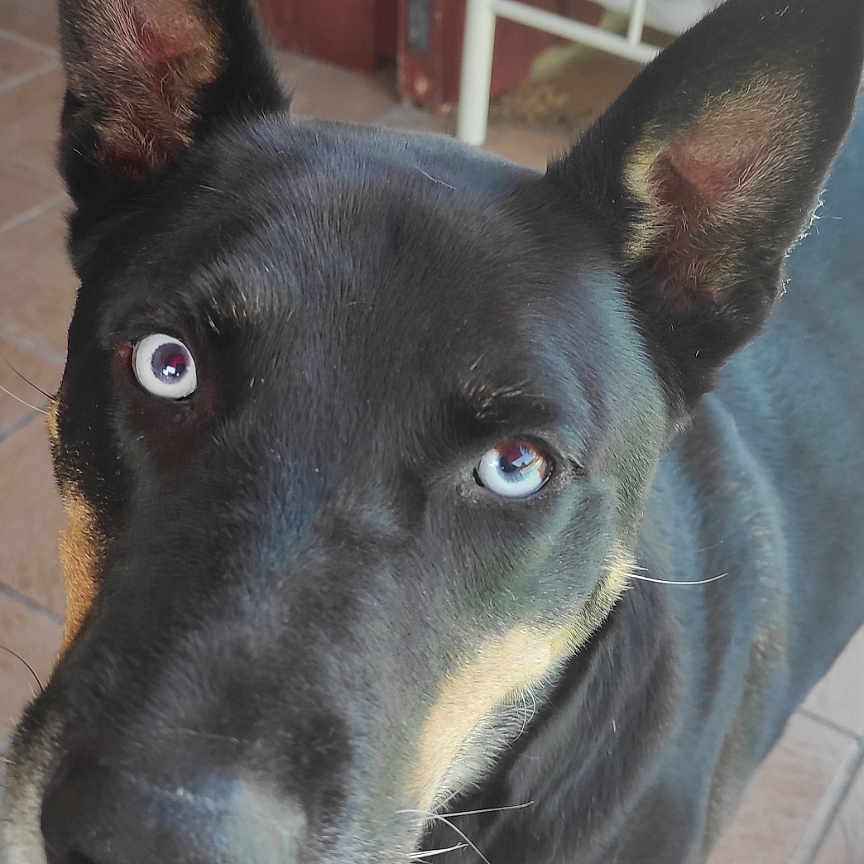 Djokko participe au concours pour gagner de l'argent avec cette photo : animal, black_and_tan, blue_eyes, canine, chair, close_up, dog, domestic_animal, ears_up, fur, happy, indoor, looking_up, mouth_open, paw, pet, smiling, snout, tile_floor, whiskers