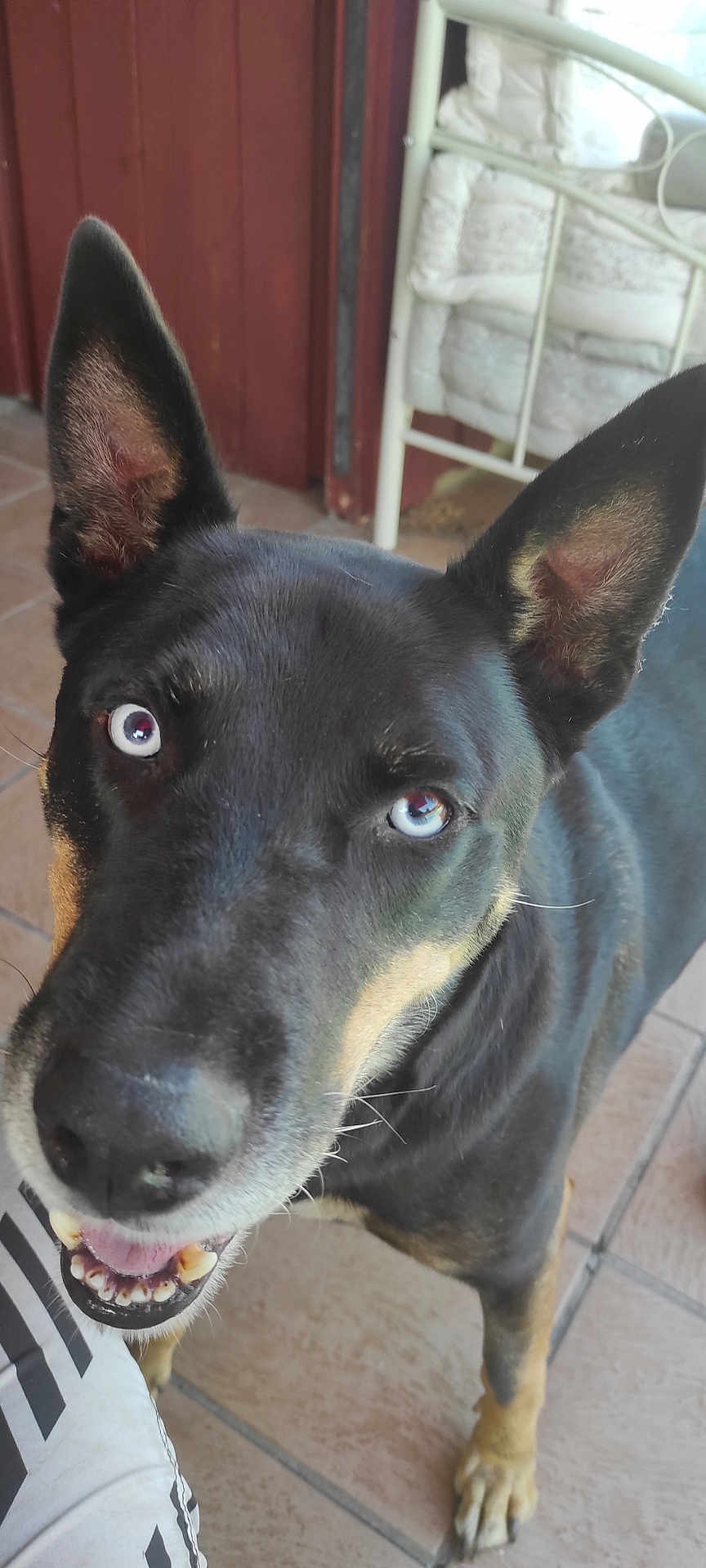 Djokko participe au concours pour gagner de l'argent avec cette photo : dog, black_and_tan, blue_eyes, ears_up, smiling, close_up, pet, canine, indoor, tile_floor, happy, looking_up, animal, domestic_animal, fur, snout, paw, mouth_open, whiskers, chair