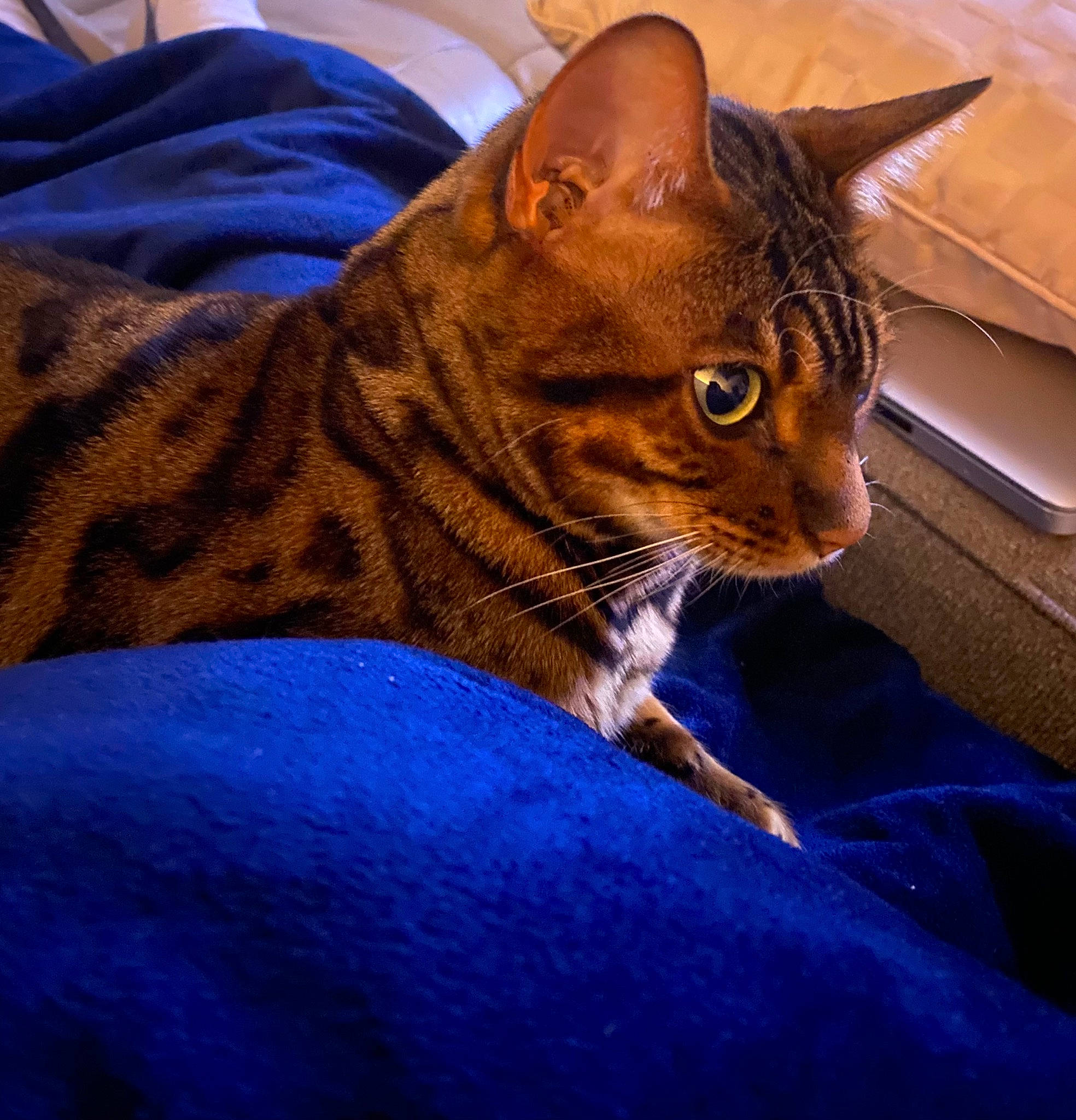 Gucci is registered to the contest to win money with this photo: blue, carnivore, cat, comfort, domestic_short_haired_cat, electric_blue, eye, fawn, felidae, fur, hair, head, human_leg, linens, sitting, small_to_medium_sized_cats, snout, tail, terrestrial_animal, whiskers