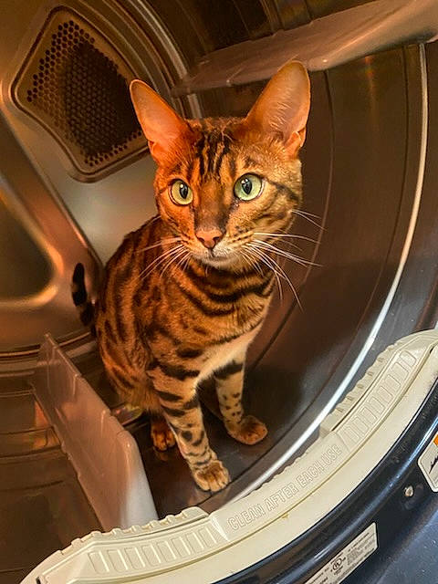 Gucci is registered to the contest to win money with this photo: audio_equipment, automotive_exterior, automotive_lighting, automotive_tire, carnivore, cat, cat_supply, domestic_short_haired_cat, felidae, fender, fur, hood, motor_vehicle, rim, small_to_medium_sized_cats, snout, terrestrial_animal, trunk, vehicle_door, whiskers
