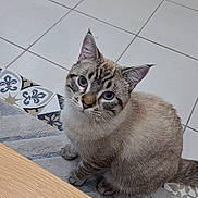 Eliott participe au concours pour gagner de l'argent avec cette photo : cat, tabby_cat, blue_eyes, indoor, tile_floor, rug, wooden_table, pet, animal, looking_up, feline, striped, ears, whiskers, domestic_cat, floor, speaker, curious, sitting, cozy