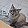 Eliott