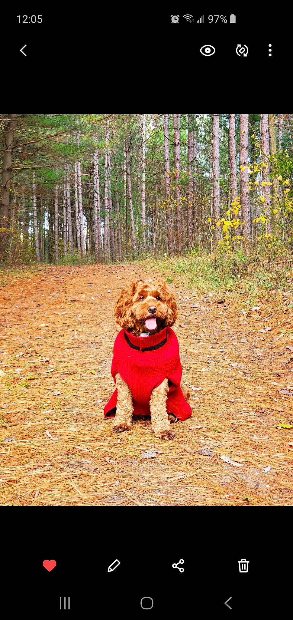 Shyla joined the competition — help win amazing prizes! canidae, carnivore, companion_dog, dog_breed, fawn, forest, fur, grass, happy, human_body, natural_landscape, nature, people_in_nature, plant, recreation, sporting_group, toy, tree, trunk, wood