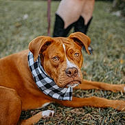 Phoenix joined the competition — help win amazing prizes! animal, bandana, boots, brown_dog, canine, close_up, daylight, dog, ears, eyes, grass, leash, lying_down, muzzle, nature, outdoor, person, pet, portrait, skirt