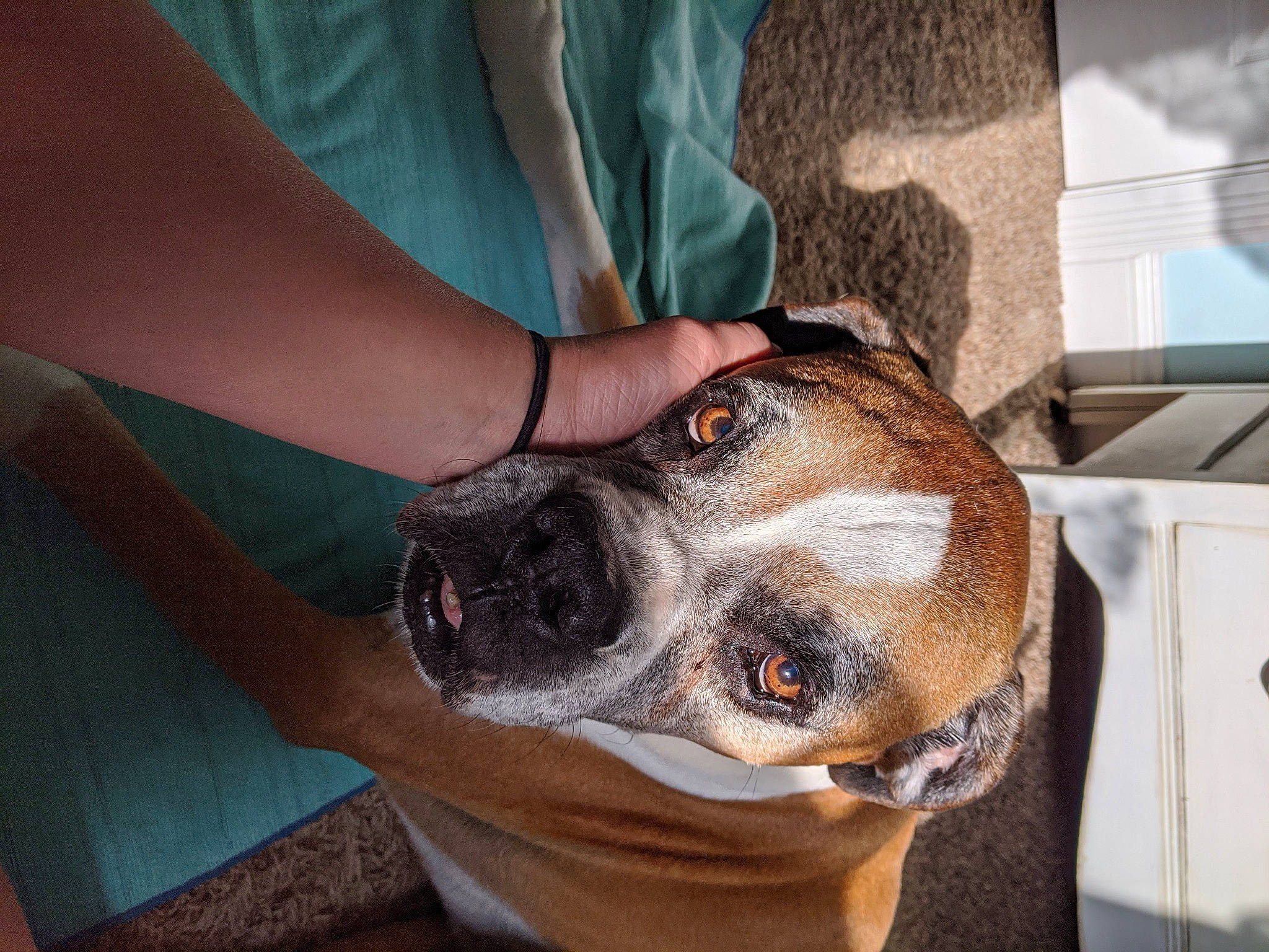 Ruger joined the competition — help win amazing prizes! australian_bulldog, boxer, bulldog, canidae, carnivore, companion_dog, dog, dog_breed, ear, eye, fawn, mammal, non_sporting_group, nose, old_english_bulldog, olde_english_bulldogge, puppy_love, snout, valley_bulldog, whiskers