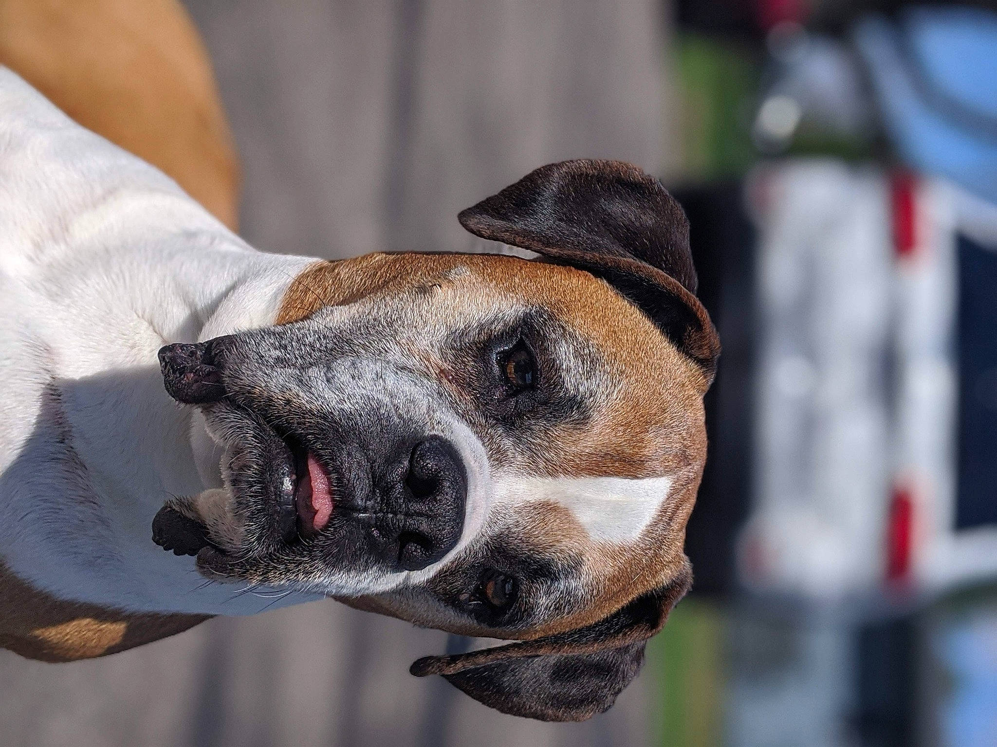 Ruger joined the competition — help win amazing prizes! canidae, carnivore, dog, dog_breed, fawn, olde_english_bulldogge, snout, valley_bulldog