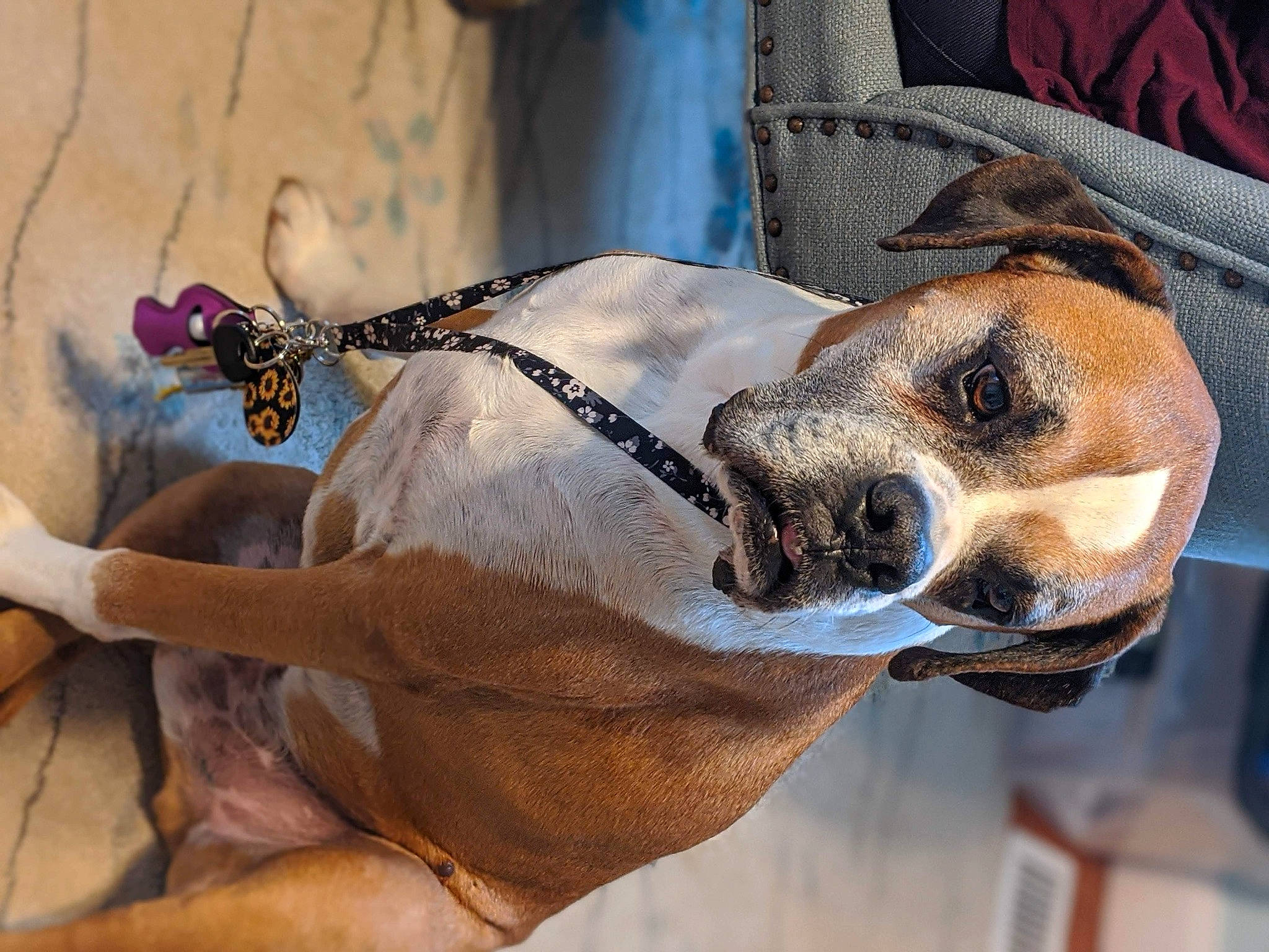 Ruger is registered to the contest to win money with this photo: canidae, carnivore, companion_dog, dog, dog_breed, ear, fawn, snout