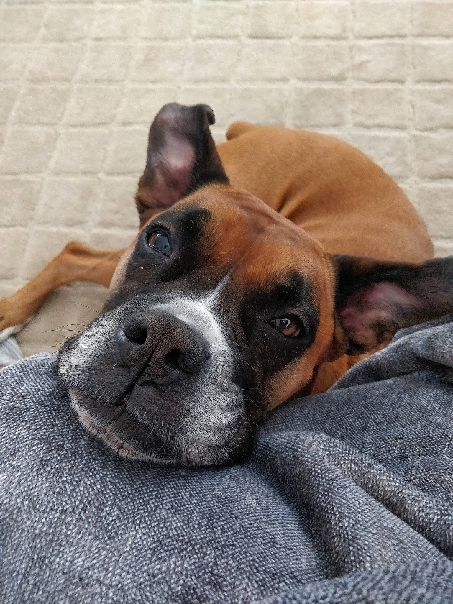 Mika is registered to the contest to win money with this photo: boxer, canidae, carnivore, companion_dog, dog, dog_breed, ear, fawn, mammal, nap, non_sporting_group, nose, sleep, snout, sporting_group, valley_bulldog, vertebrate, whiskers