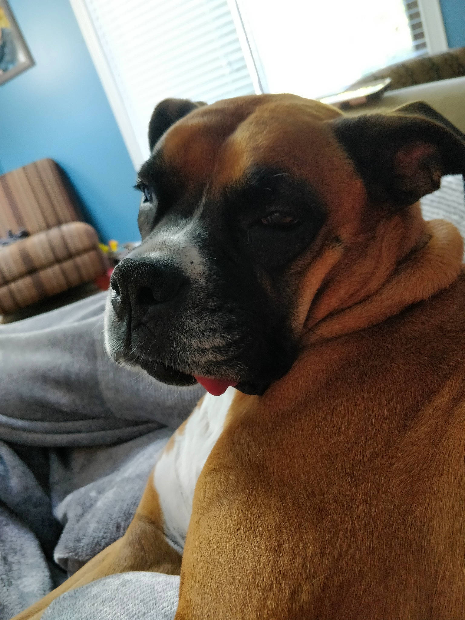 Mika joined the competition — help win amazing prizes! alano_espanol, black_mouth_cur, boxer, bullmastiff, canidae, carnivore, companion_dog, dog, dog_breed, ear, fawn, mammal, non_sporting_group, nose, puppy, snout, sporting_group, valley_bulldog, vertebrate, whiskers