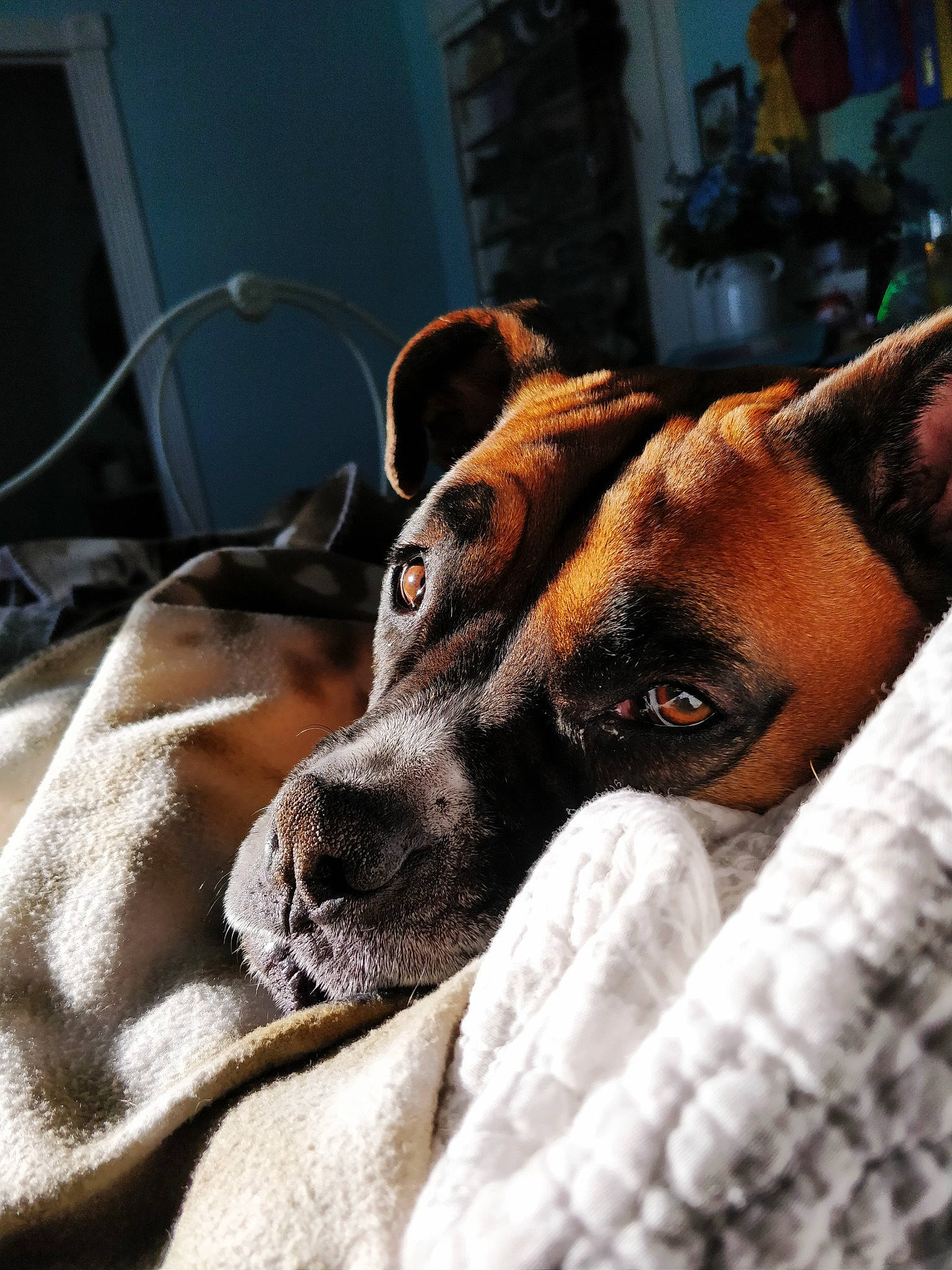Mika joined the competition — help win amazing prizes! alano_espanol, black_mouth_cur, canidae, carnivore, dog, dog_breed, ear, eye, fawn, great_dane, guard_dog, mammal, non_sporting_group, nose, rhodesian_ridgeback, snout, sporting_group, whiskers