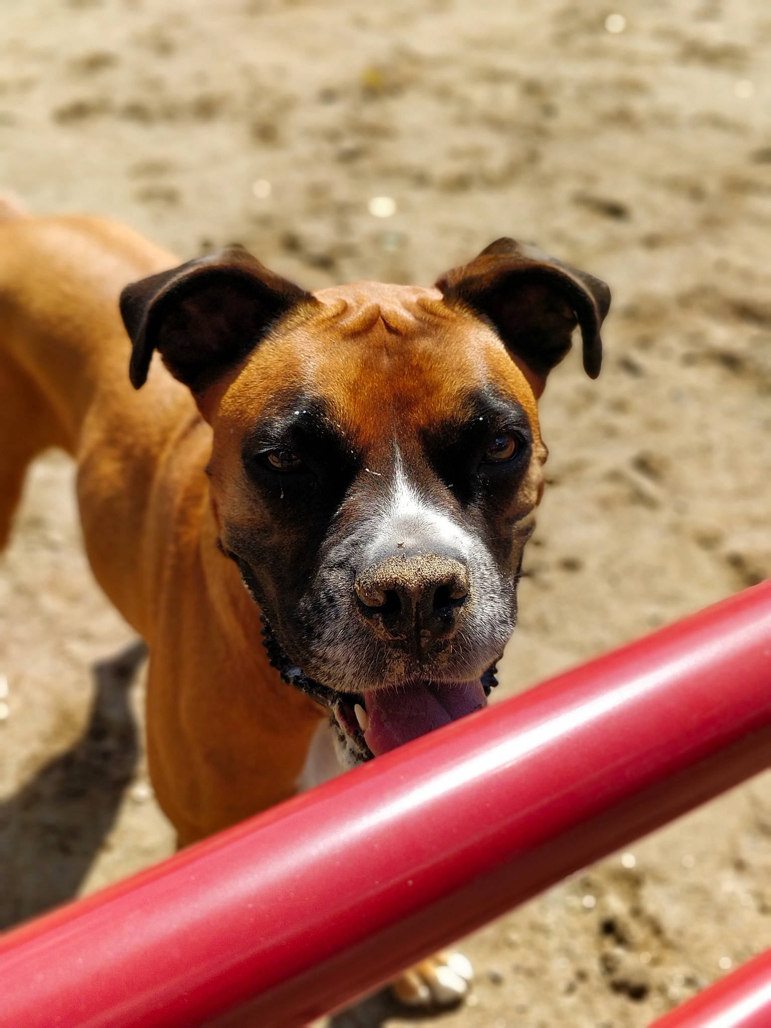 Mika is registered to the contest to win money with this photo: boxer, canidae, carnivore, dog, dog_breed, fawn, mammal, snout, sporting_group, valley_bulldog, vertebrate