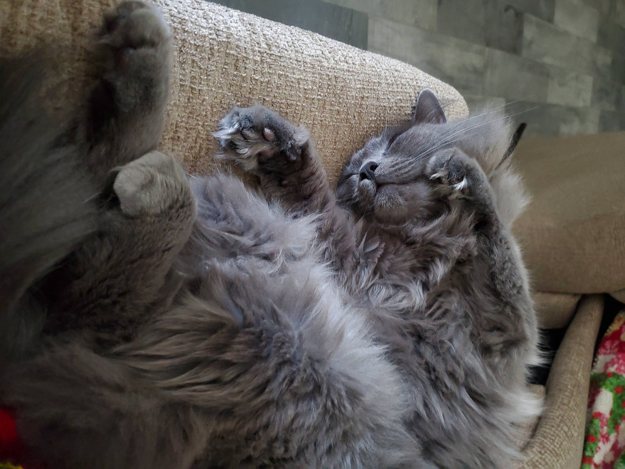 Alma joined the competition — help win amazing prizes! british_longhair, canidae, carnivore, cat, claw, companion_dog, dog_breed, domestic_short_haired_cat, felidae, fur, grey, maine_coon, paw, small_to_medium_sized_cats, snout, sporting_group, tail, terrestrial_animal, whiskers, wildlife