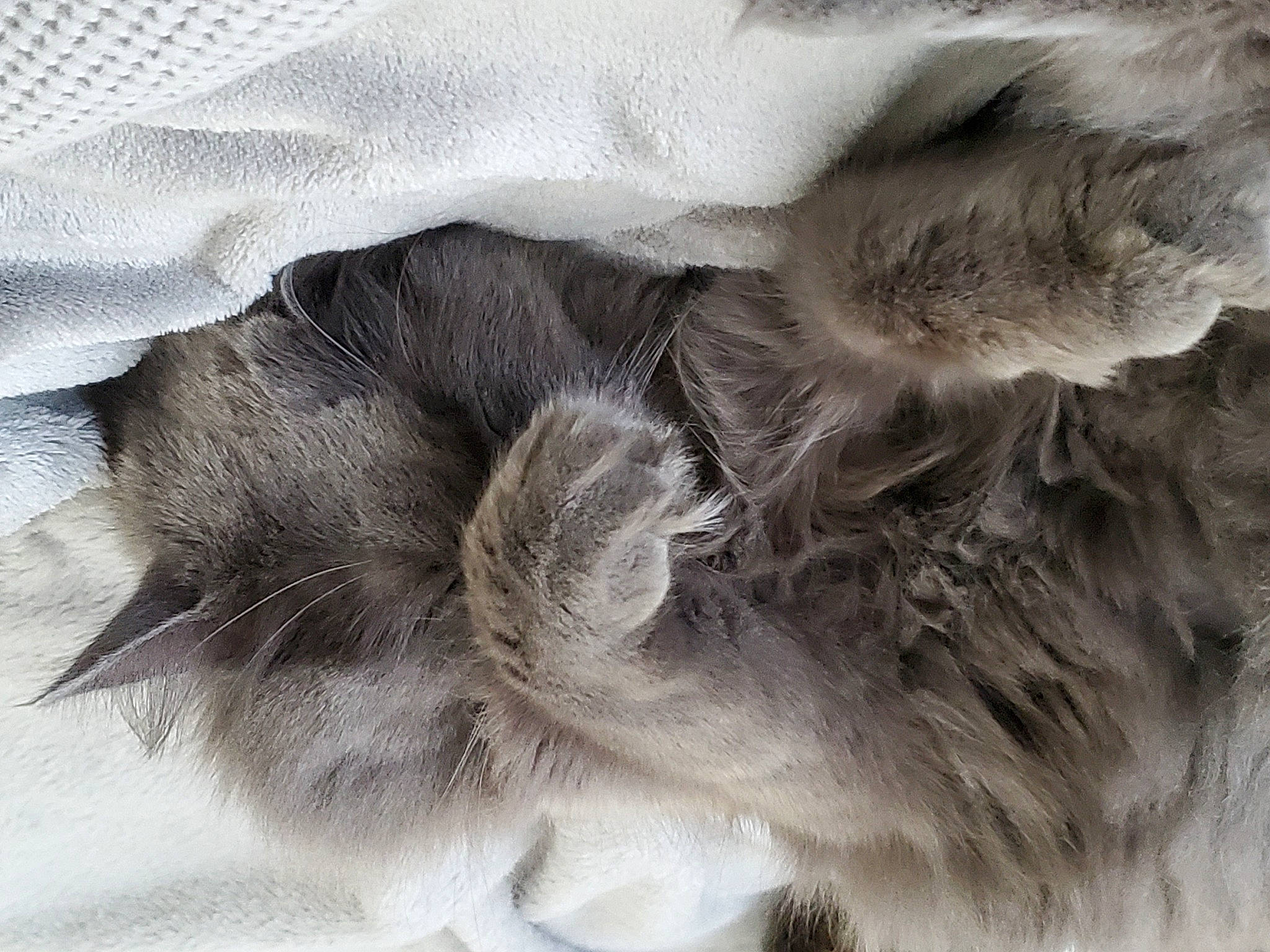 Alma is registered to the contest to win money with this photo: animal_product, british_longhair, carnivore, cat, cat_bed, claw, comfort, dog_breed, feather, felidae, fur, grey, monochrome_photography, natural_material, paw, small_to_medium_sized_cats, snout, tail, textile, whiskers